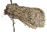  ( - 10ANIC-02431)  @13 [ ] CreativeCommons - Attribution (2010) CBG Photography Group Centre for Biodiversity Genomics