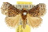  ( - 10ANIC-02433)  @11 [ ] CreativeCommons - Attribution (2010) CBG Photography Group Centre for Biodiversity Genomics