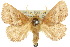  (Thosea penthima - 10ANIC-02442)  @15 [ ] CreativeCommons - Attribution (2010) CBG Photography Group Centre for Biodiversity Genomics