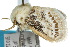  ( - 10ANIC-02445)  @12 [ ] CreativeCommons - Attribution (2010) CBG Photography Group Centre for Biodiversity Genomics