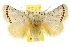  ( - 10ANIC-02447)  @11 [ ] CreativeCommons - Attribution (2010) CBG Photography Group Centre for Biodiversity Genomics