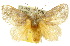  ( - 10ANIC-02463)  @15 [ ] CreativeCommons - Attribution (2010) CBG Photography Group Centre for Biodiversity Genomics