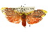  ( - 10ANIC-02486)  @12 [ ] CreativeCommons - Attribution (2010) CBG Photography Group Centre for Biodiversity Genomics