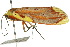  ( - 10ANIC-02487)  @12 [ ] CreativeCommons - Attribution (2010) CBG Photography Group Centre for Biodiversity Genomics