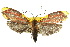  ( - 10ANIC-02488)  @13 [ ] CreativeCommons - Attribution (2010) CBG Photography Group Centre for Biodiversity Genomics