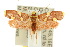  (Anticrates metreta - 10ANIC-02543)  @14 [ ] CreativeCommons - Attribution (2010) CBG Photography Group Centre for Biodiversity Genomics