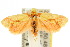 ( - 10ANIC-02547)  @13 [ ] CreativeCommons - Attribution (2010) CBG Photography Group Centre for Biodiversity Genomics