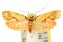  ( - 10ANIC-02549)  @13 [ ] CreativeCommons - Attribution (2010) CBG Photography Group Centre for Biodiversity Genomics