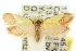  (Anticrates sp. ANIC1 - 10ANIC-02553)  @15 [ ] CreativeCommons - Attribution (2010) CBG Photography Group Centre for Biodiversity Genomics