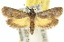  ( - 10ANIC-02569)  @15 [ ] CreativeCommons - Attribution (2010) CBG Photography Group Centre for Biodiversity Genomics