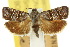  (Nigilgia adjectella - 10ANIC-02590)  @11 [ ] CreativeCommons - Attribution (2010) CBG Photography Group Centre for Biodiversity Genomics