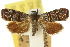  ( - 10ANIC-02591)  @11 [ ] CreativeCommons - Attribution (2010) CBG Photography Group Centre for Biodiversity Genomics