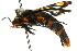  ( - 10ANIC-02602)  @14 [ ] CreativeCommons - Attribution (2010) CBG Photography Group Centre for Biodiversity Genomics