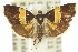  (Choreutis basalis - 10ANIC-02628)  @14 [ ] CreativeCommons - Attribution (2010) CBG Photography Group Centre for Biodiversity Genomics