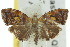  (Choreutis emplecta - 10ANIC-02640)  @13 [ ] CreativeCommons - Attribution (2010) CBG Photography Group Centre for Biodiversity Genomics