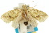  ( - 10ANIC-02662)  @13 [ ] CreativeCommons - Attribution (2010) CBG Photography Group Centre for Biodiversity Genomics