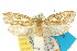  ( - 10ANIC-02665)  @11 [ ] CreativeCommons - Attribution (2010) CBG Photography Group Centre for Biodiversity Genomics