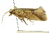  ( - 10ANIC-02666)  @11 [ ] CreativeCommons - Attribution (2010) CBG Photography Group Centre for Biodiversity Genomics