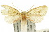  ( - 10ANIC-02667)  @11 [ ] CreativeCommons - Attribution (2010) CBG Photography Group Centre for Biodiversity Genomics