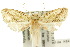  (Azaleodes megaceros - 10ANIC-02668)  @11 [ ] CreativeCommons - Attribution (2010) CBG Photography Group Centre for Biodiversity Genomics