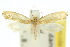  ( - 10ANIC-02669)  @11 [ ] CreativeCommons - Attribution (2010) CBG Photography Group Centre for Biodiversity Genomics