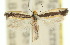  (Ptyssoptera acrozyga - 10ANIC-02673)  @11 [ ] CreativeCommons - Attribution (2010) CBG Photography Group Centre for Biodiversity Genomics