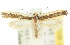  (Ptyssoptera lativittella - 10ANIC-02674)  @11 [ ] CreativeCommons - Attribution (2010) CBG Photography Group Centre for Biodiversity Genomics