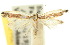  ( - 10ANIC-02675)  @11 [ ] CreativeCommons - Attribution (2010) CBG Photography Group Centre for Biodiversity Genomics