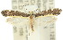  (Ptyssoptera sp. ANIC1 - 10ANIC-02682)  @15 [ ] CreativeCommons - Attribution (2010) CBG Photography Group Centre for Biodiversity Genomics