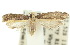  ( - 10ANIC-02684)  @11 [ ] CreativeCommons - Attribution (2010) CBG Photography Group Centre for Biodiversity Genomics