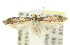  ( - 10ANIC-02685)  @14 [ ] CreativeCommons - Attribution (2010) CBG Photography Group Centre for Biodiversity Genomics