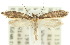  (Ptyssoptera sp. ANIC2 - 10ANIC-02686)  @15 [ ] CreativeCommons - Attribution (2010) CBG Photography Group Centre for Biodiversity Genomics