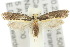  (Ptyssoptera - 10ANIC-02688)  @15 [ ] CreativeCommons - Attribution (2010) CBG Photography Group Centre for Biodiversity Genomics