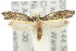  ( - 10ANIC-02689)  @15 [ ] CreativeCommons - Attribution (2010) CBG Photography Group Centre for Biodiversity Genomics