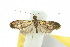  ( - 10ANIC-02701)  @11 [ ] CreativeCommons - Attribution (2010) CBG Photography Group Centre for Biodiversity Genomics