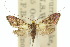  ( - 10ANIC-02702)  @11 [ ] CreativeCommons - Attribution (2010) CBG Photography Group Centre for Biodiversity Genomics