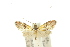  (Nemophora brachypetala - 10ANIC-02705)  @12 [ ] CreativeCommons - Attribution (2010) CBG Photography Group Centre for Biodiversity Genomics