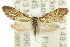 (Nemophora topazias - 10ANIC-02708)  @14 [ ] CreativeCommons - Attribution (2010) CBG Photography Group Centre for Biodiversity Genomics