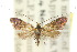  ( - 10ANIC-02711)  @11 [ ] CreativeCommons - Attribution (2010) CBG Photography Group Centre for Biodiversity Genomics