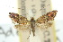  (Nemophora sparsella - 10ANIC-02712)  @11 [ ] CreativeCommons - Attribution (2010) CBG Photography Group Centre for Biodiversity Genomics