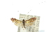  (Nemophora sp. ANIC1 - 10ANIC-02713)  @14 [ ] CreativeCommons - Attribution (2010) CBG Photography Group Centre for Biodiversity Genomics