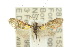  (Nemophora sp. ANIC2 - 10ANIC-02714)  @14 [ ] CreativeCommons - Attribution (2010) CBG Photography Group Centre for Biodiversity Genomics