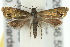  ( - 10ANIC-02756)  @13 [ ] CreativeCommons - Attribution (2010) CBG Photography Group Centre for Biodiversity Genomics