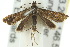  ( - 10ANIC-02757)  @13 [ ] CreativeCommons - Attribution (2010) CBG Photography Group Centre for Biodiversity Genomics