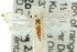  (Chionogenes trimetra - 10ANIC-02840)  @13 [ ] CreativeCommons - Attribution (2010) CBG Photography Group Centre for Biodiversity Genomics