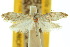  ( - 10ANIC-02850)  @11 [ ] CreativeCommons - Attribution (2010) CBG Photography Group Centre for Biodiversity Genomics