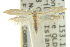  ( - 10ANIC-02860)  @13 [ ] CreativeCommons - Attribution (2010) CBG Photography Group Centre for Biodiversity Genomics