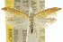  (Zelleria isopyrrha - 10ANIC-02863)  @11 [ ] CreativeCommons - Attribution (2010) CBG Photography Group Centre for Biodiversity Genomics