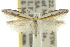  ( - 10ANIC-02866)  @11 [ ] CreativeCommons - Attribution (2010) CBG Photography Group Centre for Biodiversity Genomics