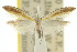  ( - 10ANIC-02867)  @11 [ ] CreativeCommons - Attribution (2010) CBG Photography Group Centre for Biodiversity Genomics